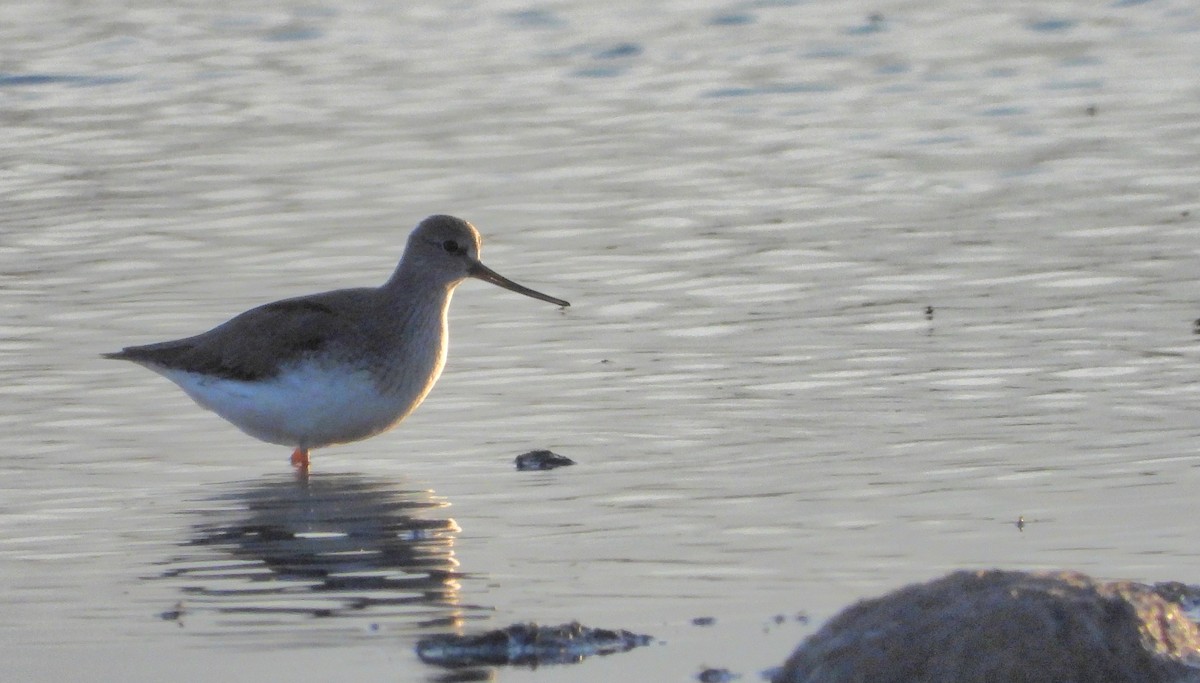 Terek Sandpiper - Jon Iratzagorria Garay