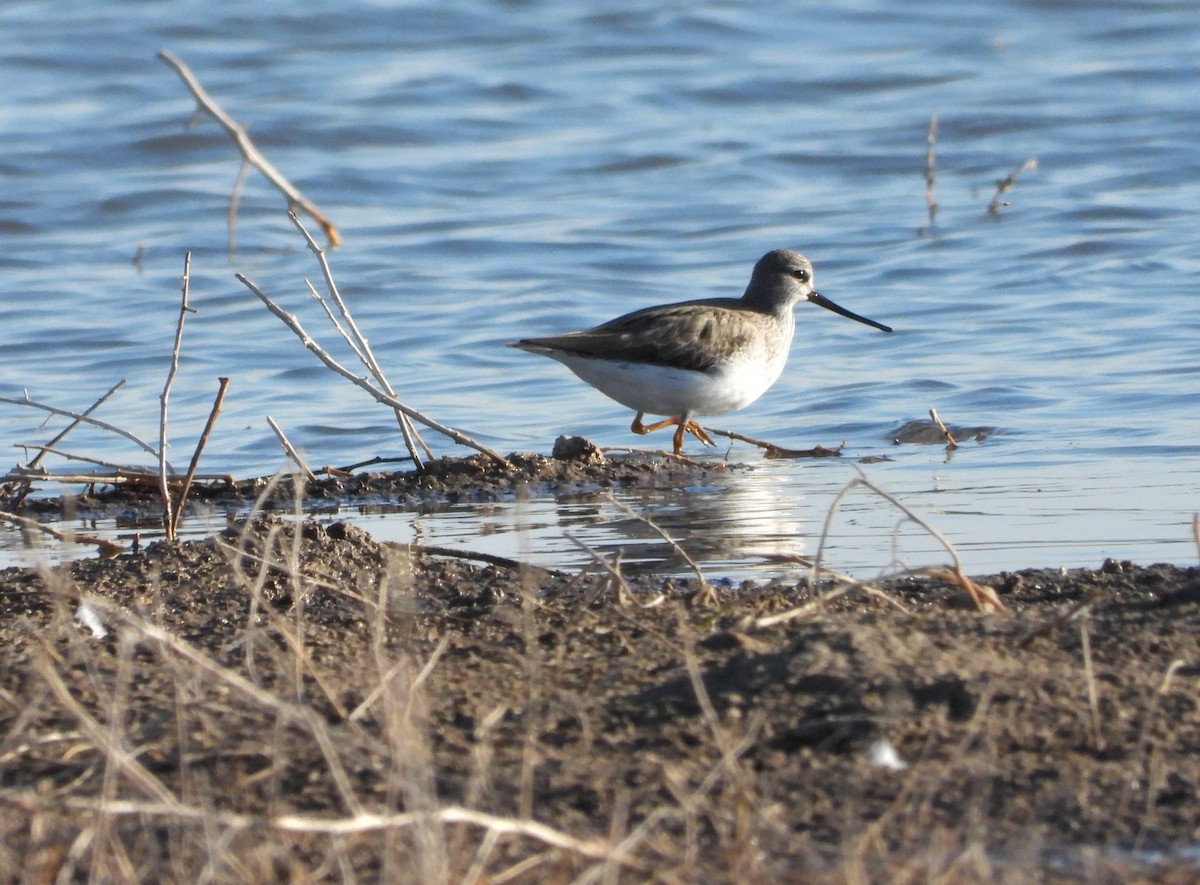 Terek Sandpiper - Jon Iratzagorria Garay