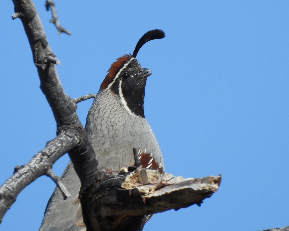 Gambel's Quail - Tony Sullivan