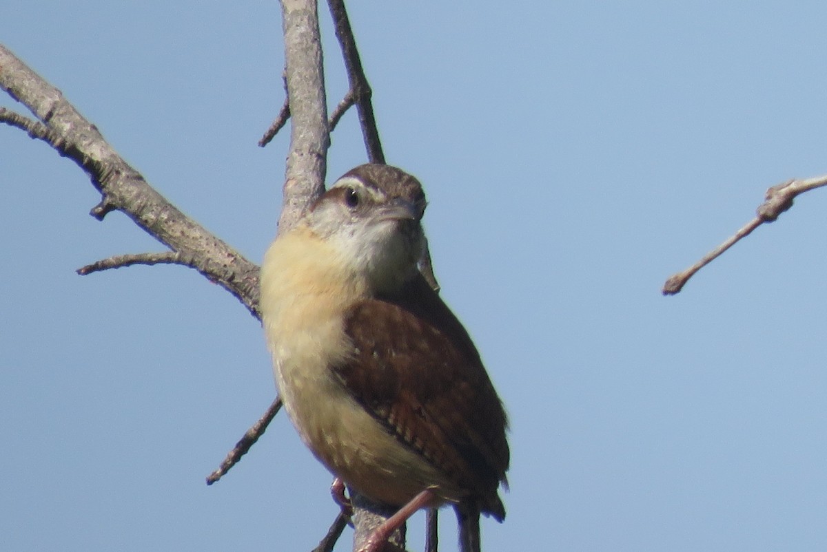 Carolina Wren - ML618776966