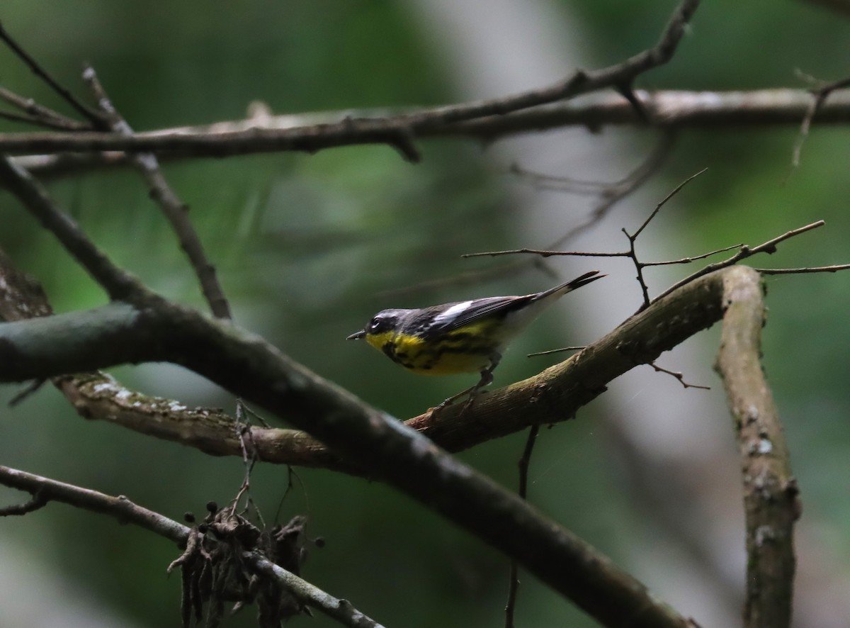 Magnolia Warbler - Zach DuFran