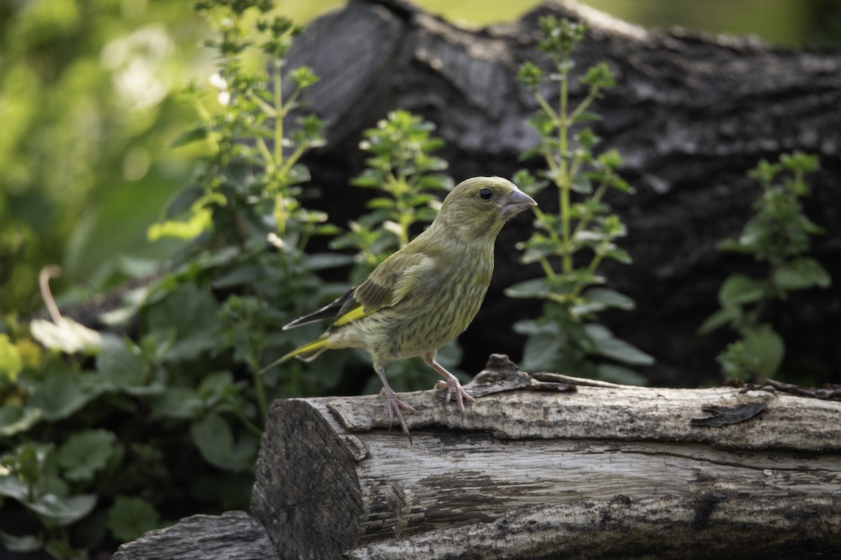 European Greenfinch - Guido Van den Troost