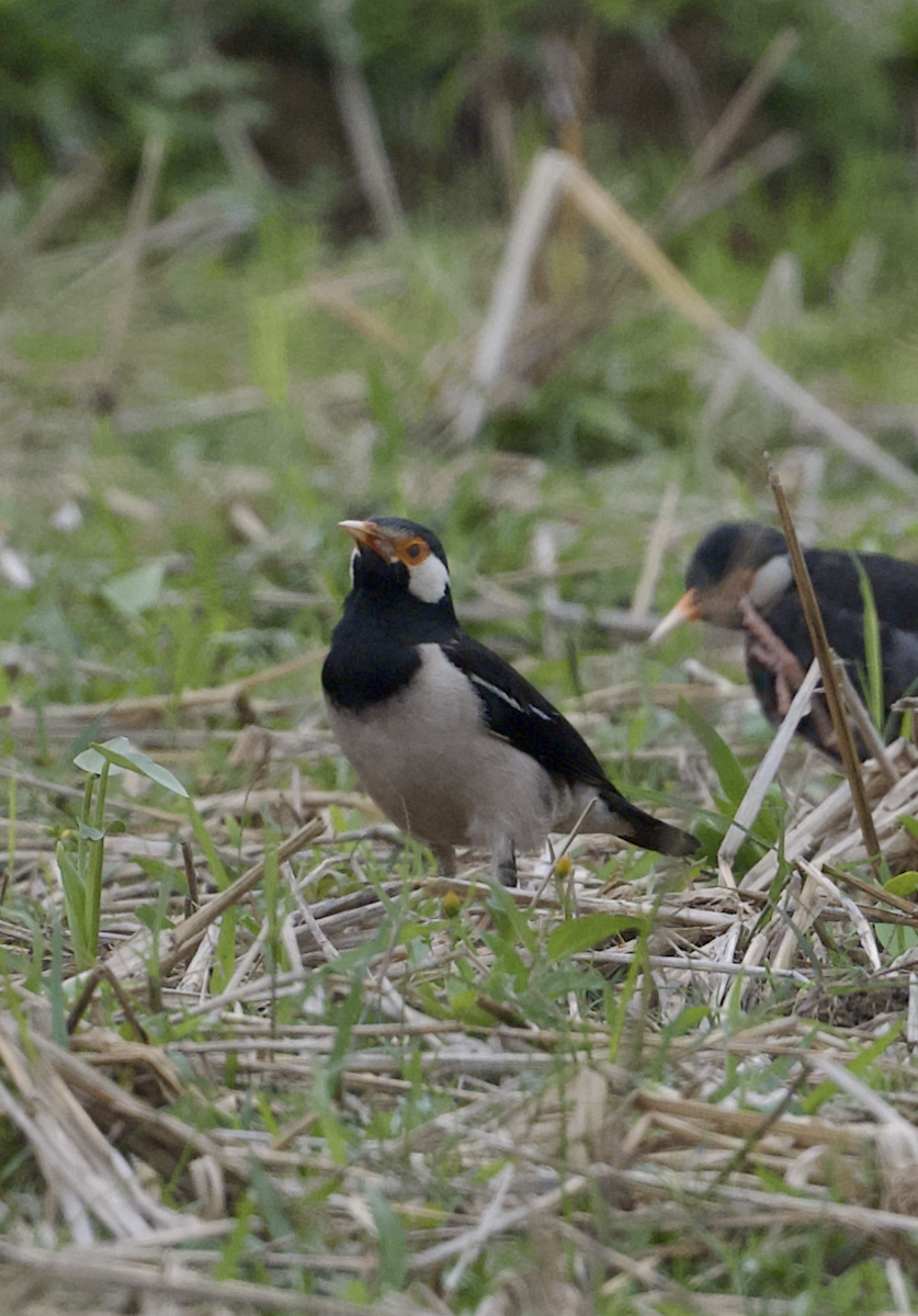 Indian Pied Starling - Joseph Tobias