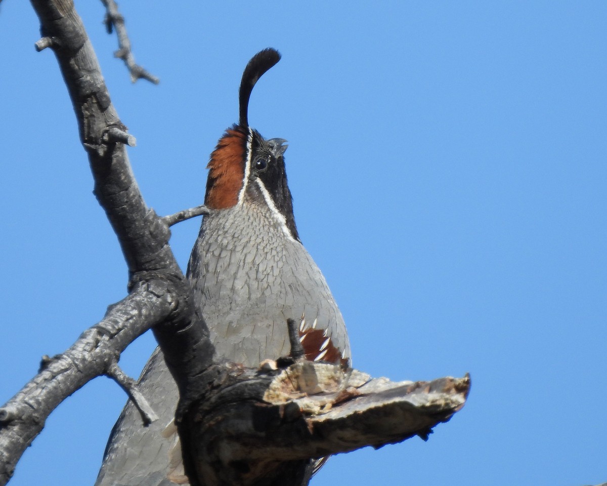 Gambel's Quail - Tony Sullivan