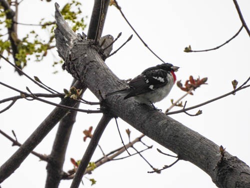 Rose-breasted Grosbeak - ML618777001