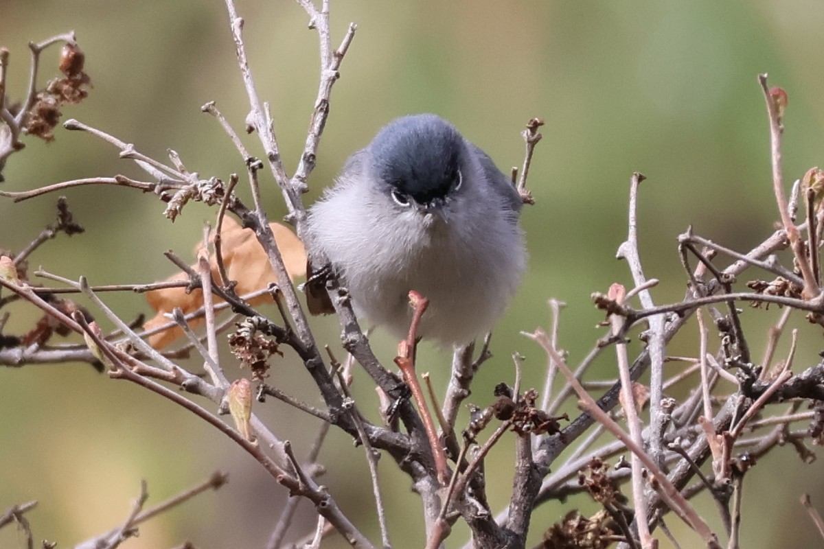 Blue-gray Gnatcatcher - Scott Shaum