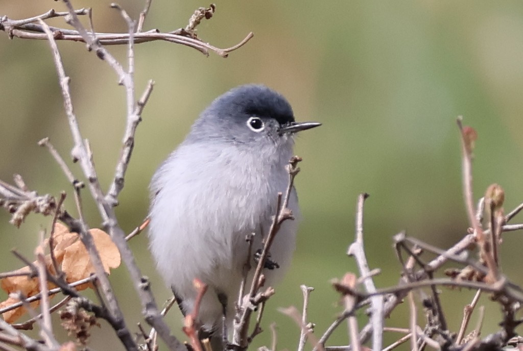 Blue-gray Gnatcatcher - Scott Shaum