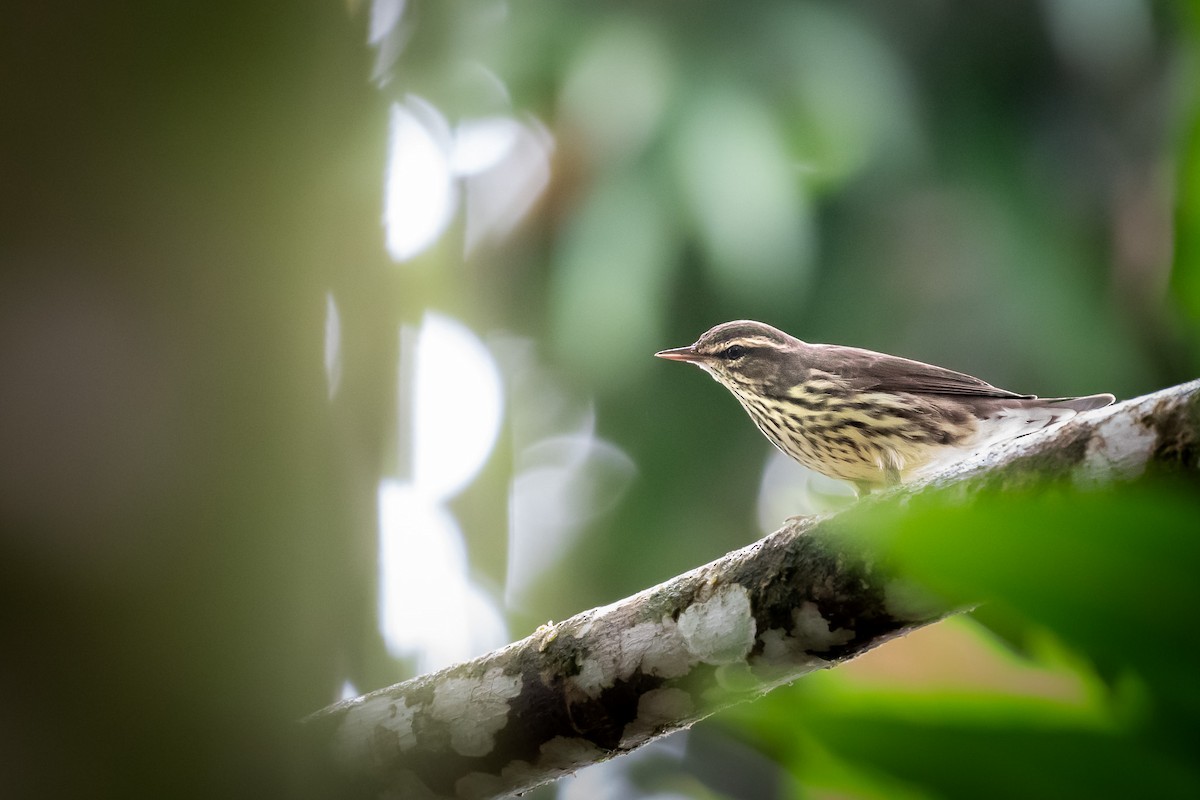 Northern Waterthrush - Isaiah Rowe