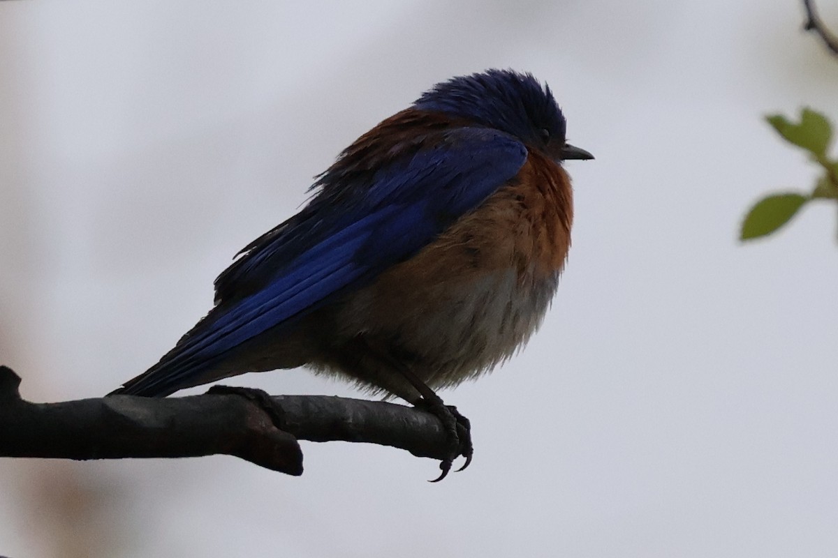 Western Bluebird - Scott Shaum