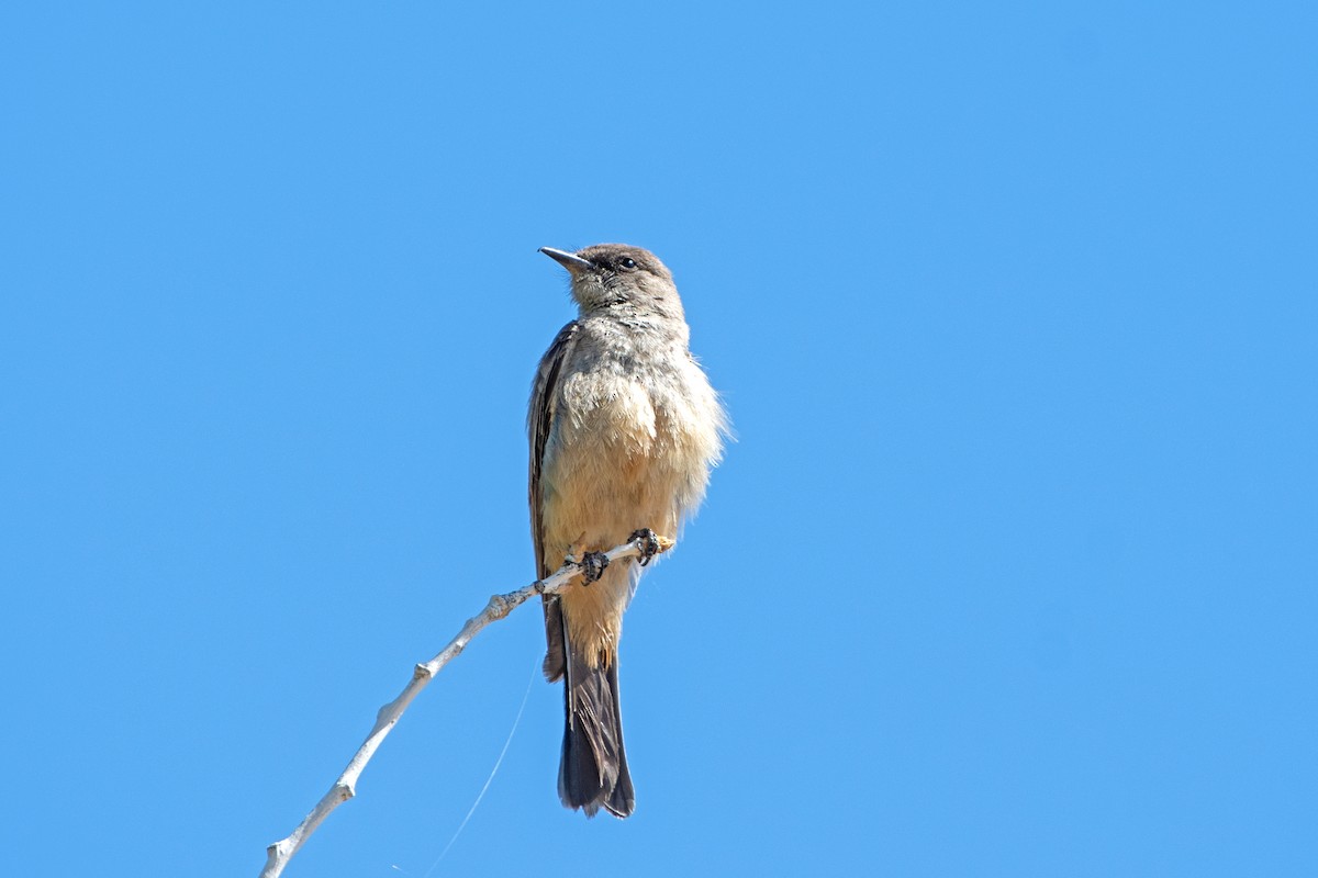 Say's Phoebe - Nate Gowan