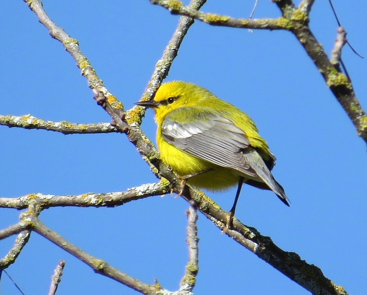 Blue-winged Warbler - Pam Campbell