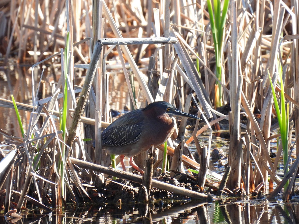 Green Heron - Philippe Jobin