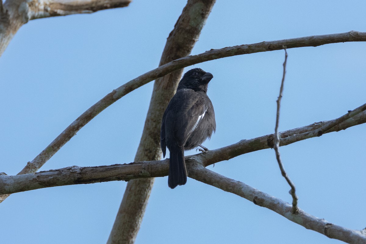 Cuban Bullfinch - ML618777052