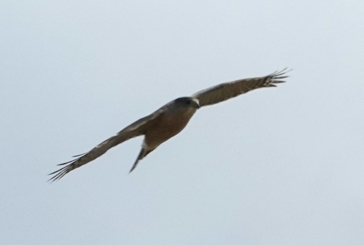 Cooper's Hawk - Patricia Sowinski