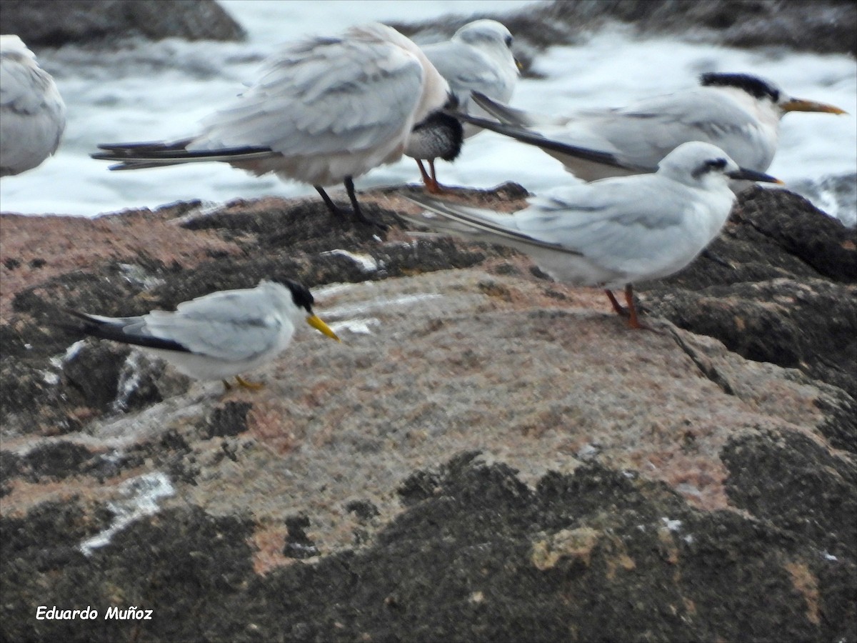 Yellow-billed Tern - Hermann Eduardo Muñoz