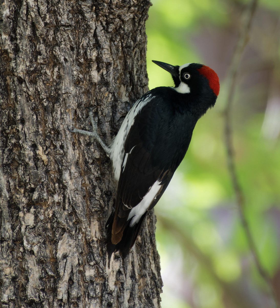 Acorn Woodpecker - Leslie Holzmann