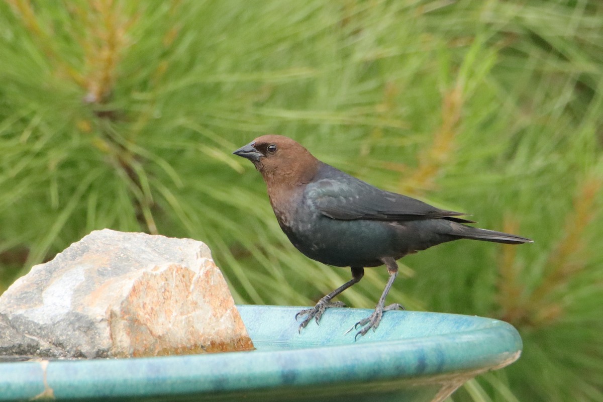 Brown-headed Cowbird - ML618777074