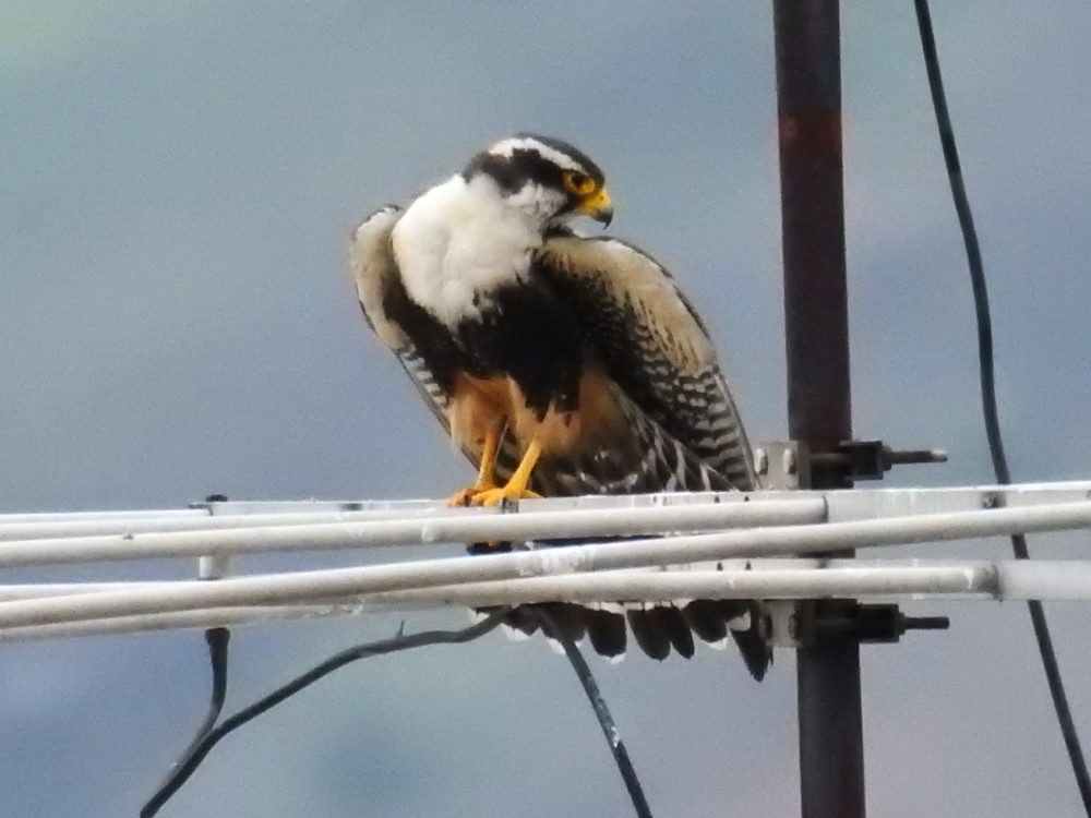 Aplomado Falcon - Fernando Nunes