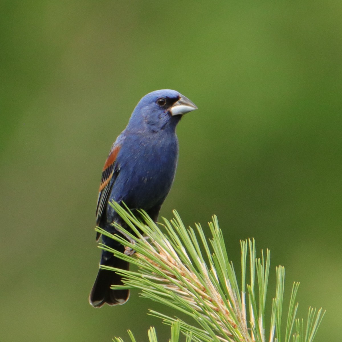 Blue Grosbeak - ML618777087