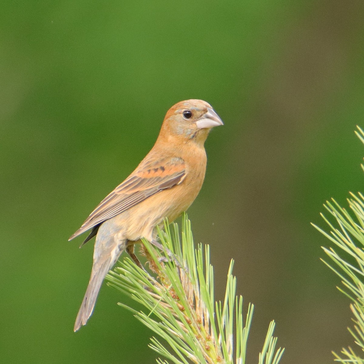 Blue Grosbeak - Mary Erickson