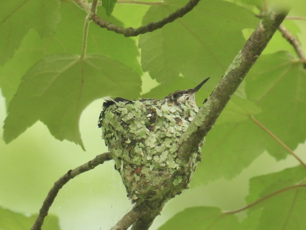 Ruby-throated Hummingbird - ML618777090