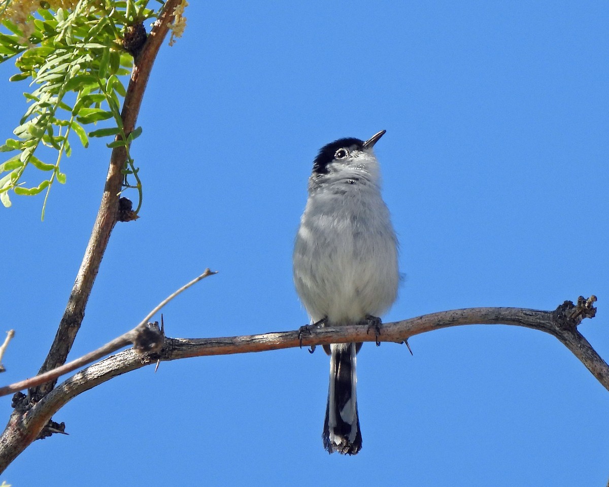 Black-tailed Gnatcatcher - Tony Sullivan