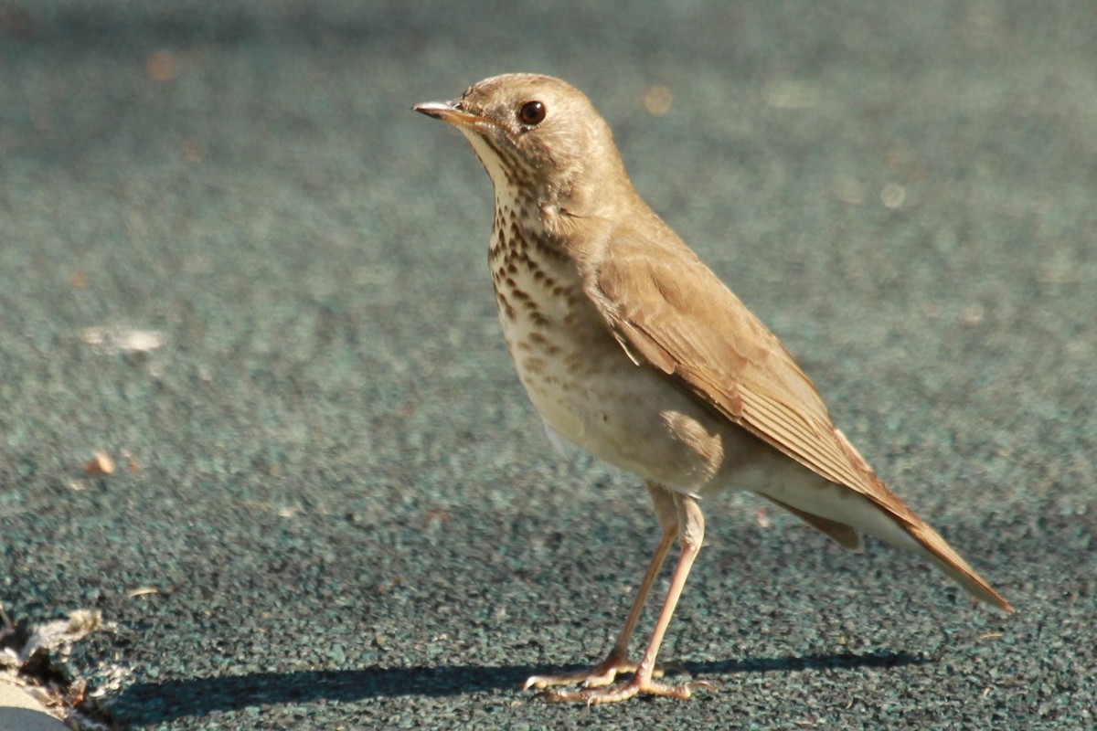 Gray-cheeked Thrush - Geoffrey Urwin