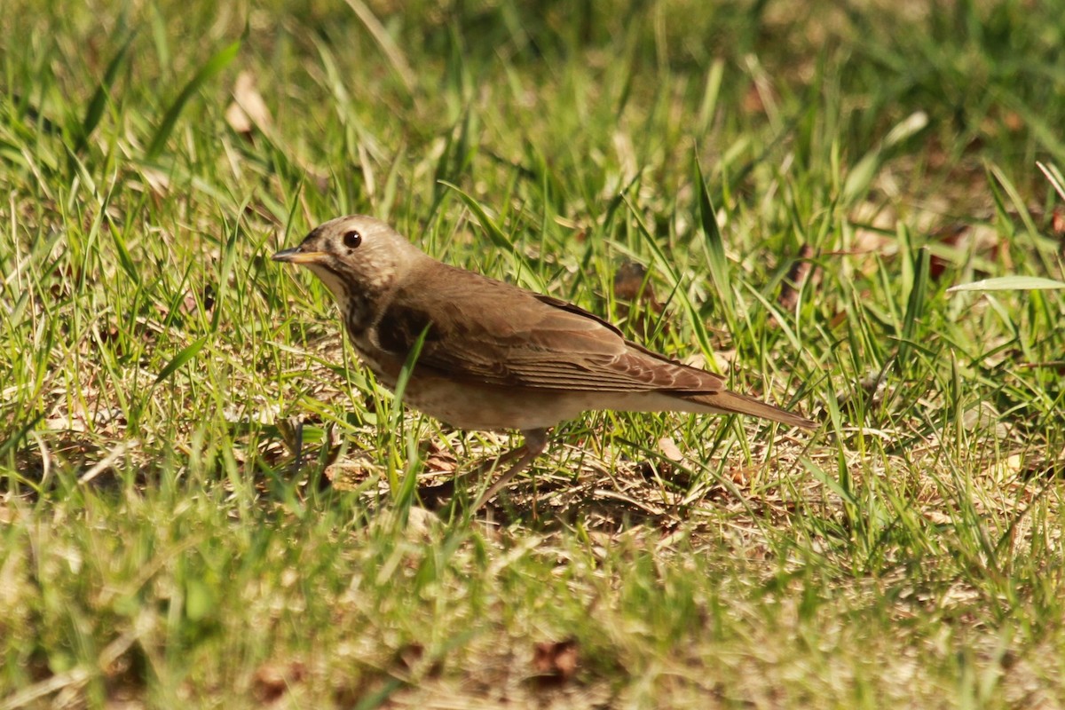 Gray-cheeked Thrush - Geoffrey Urwin