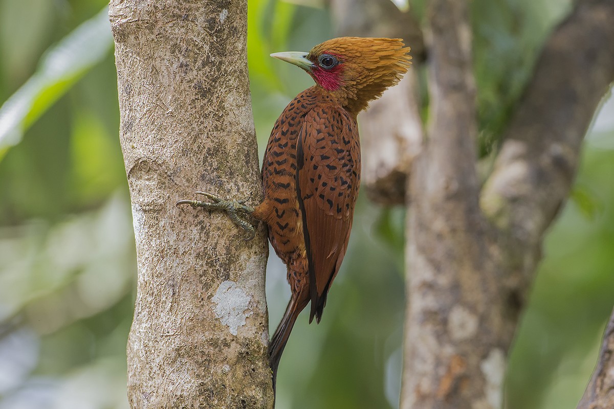 Chestnut-colored Woodpecker - Giovanni Conca