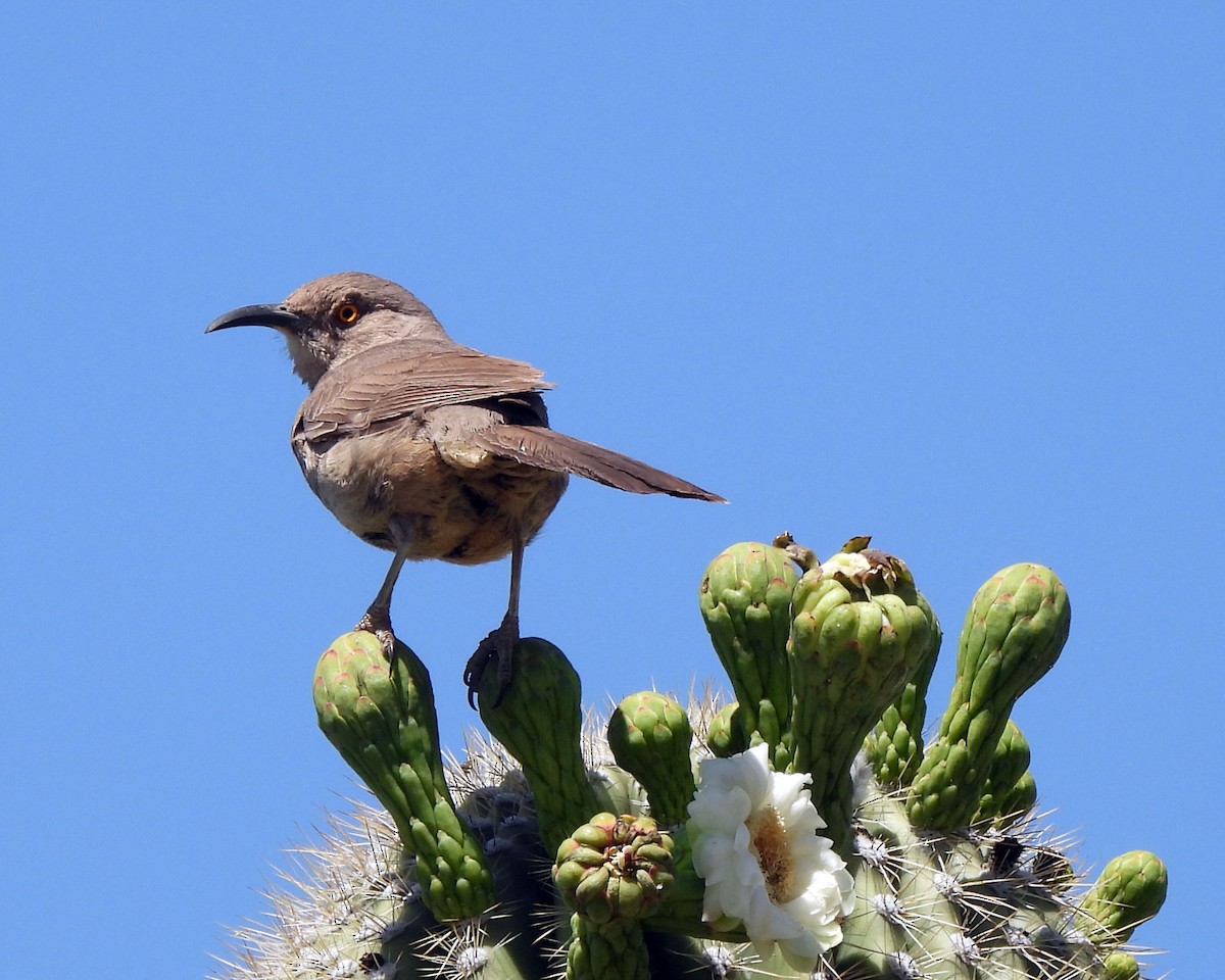 Curve-billed Thrasher - Tony Sullivan