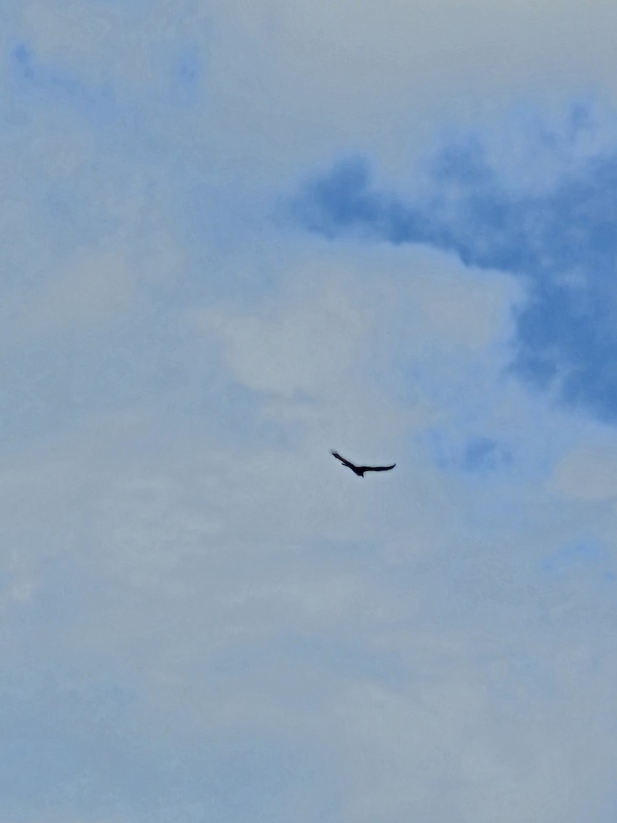 Turkey Vulture - ML618777133