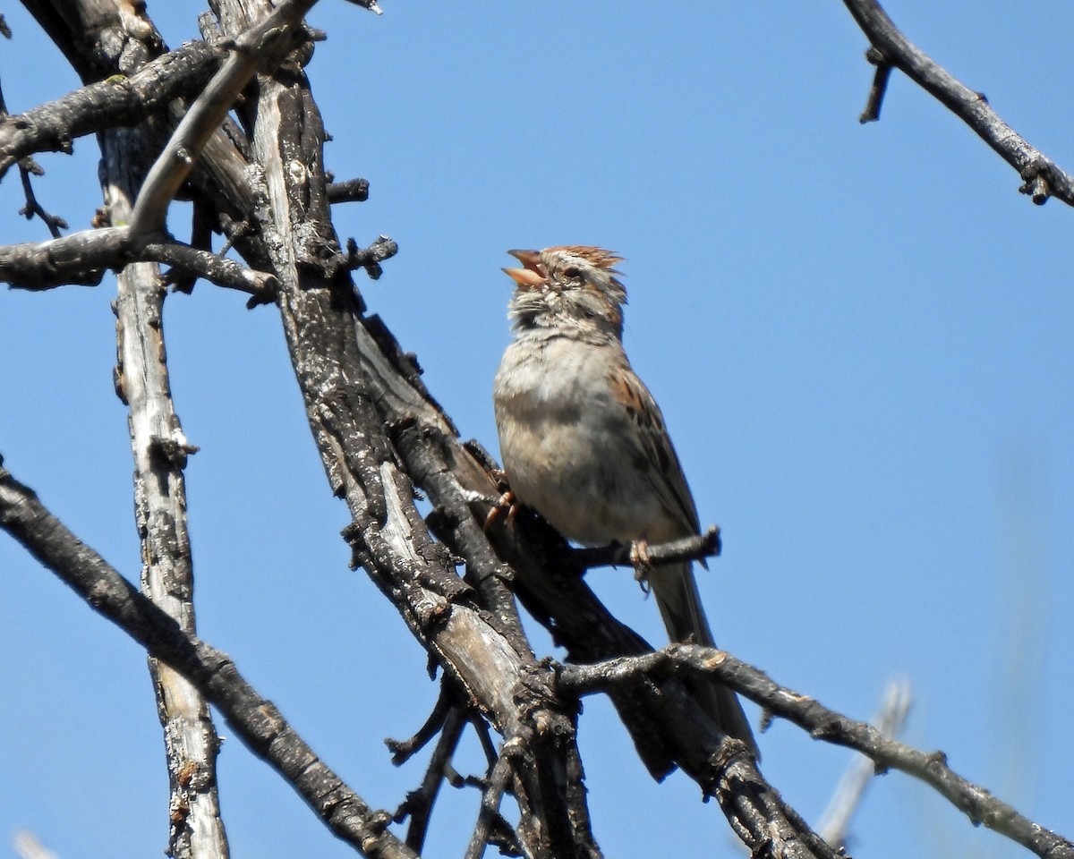 Rufous-winged Sparrow - Tony Sullivan