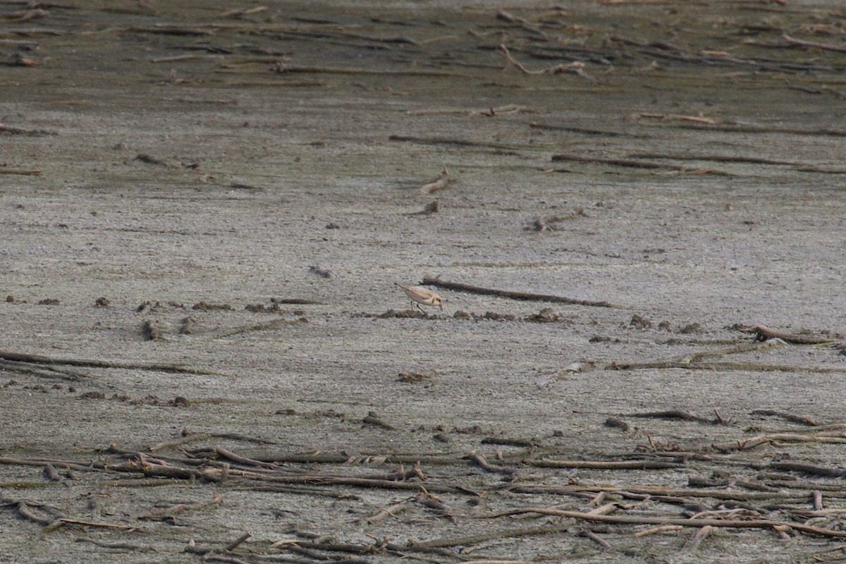 Snowy Plover - Zachary Tonzetich