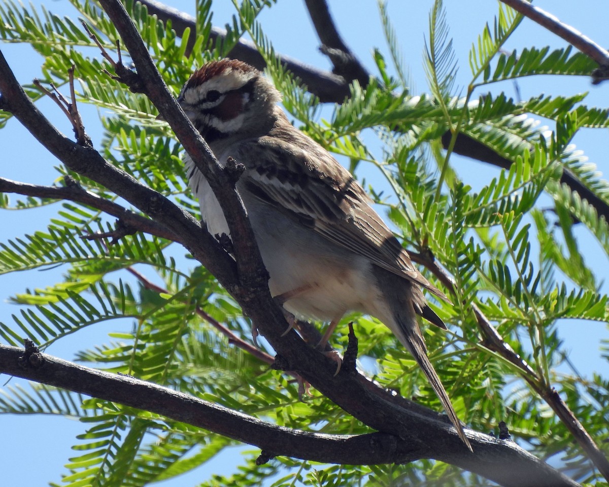 Lark Sparrow - ML618777149