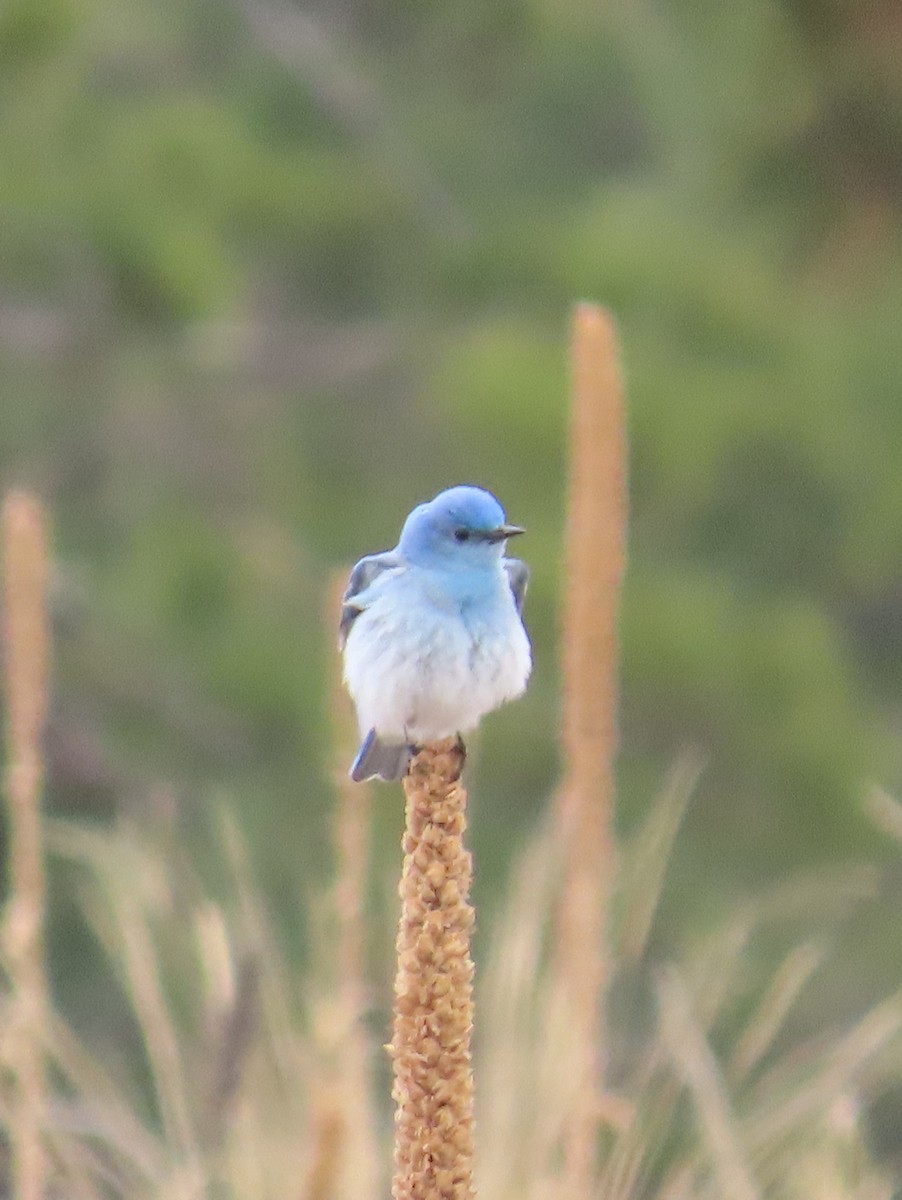 Mountain Bluebird - Joan Grant