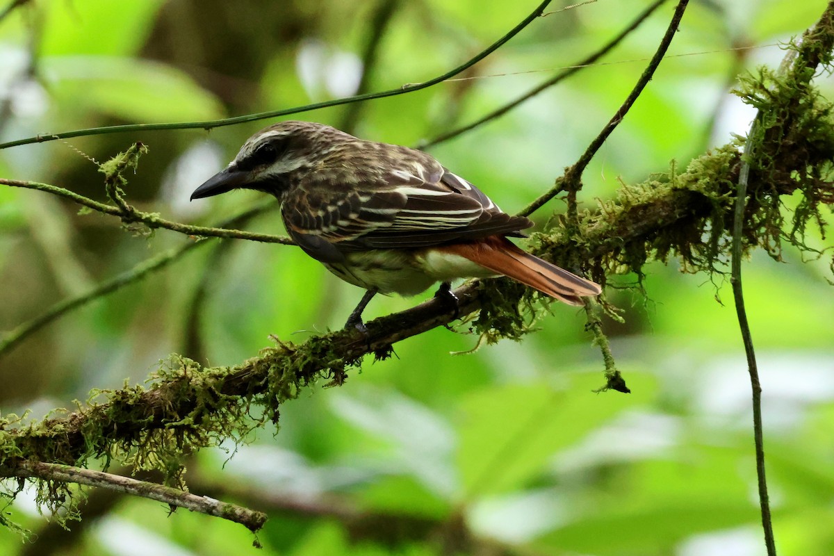 Sulphur-bellied Flycatcher - ML618777164