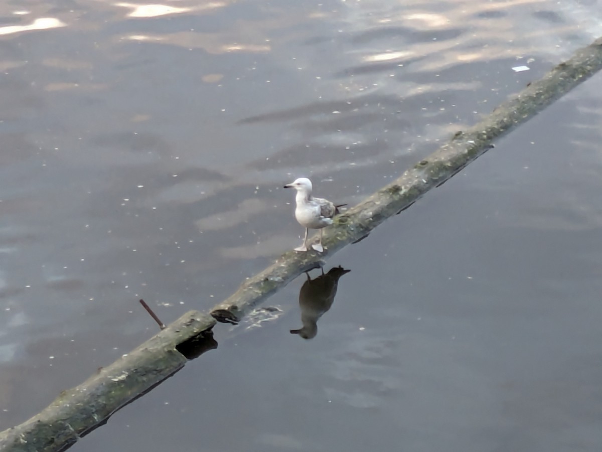 Caspian Gull - Michael Louey