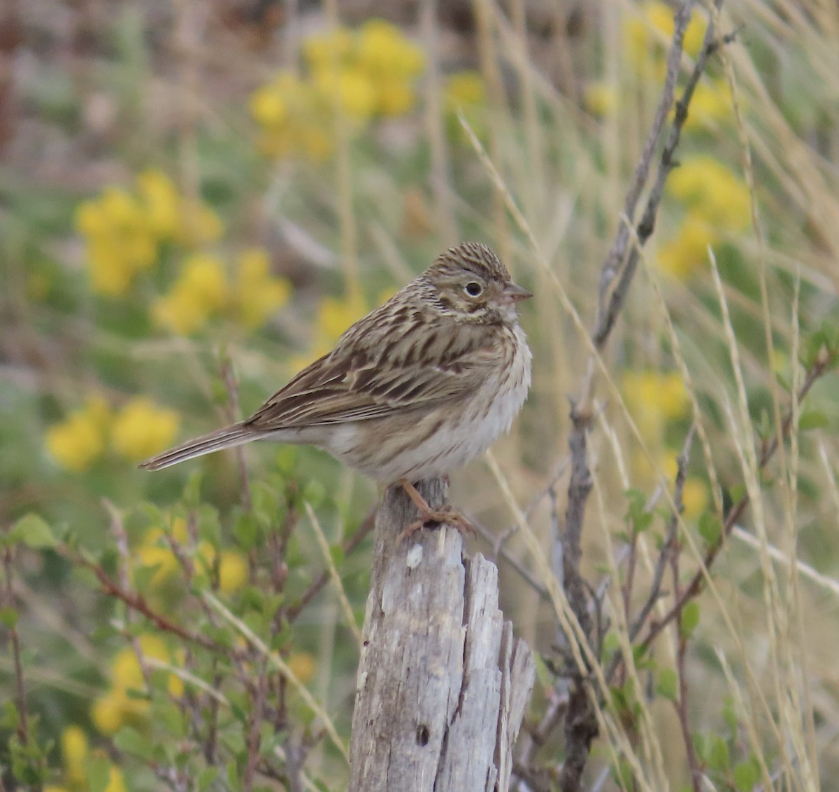 Vesper Sparrow - Joan Grant