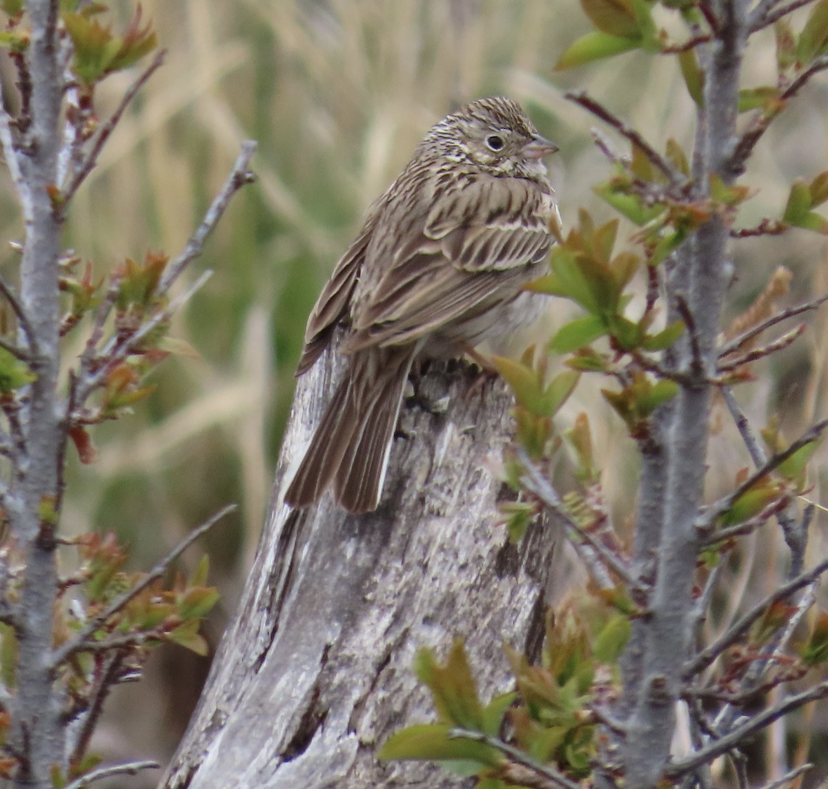 Vesper Sparrow - Joan Grant