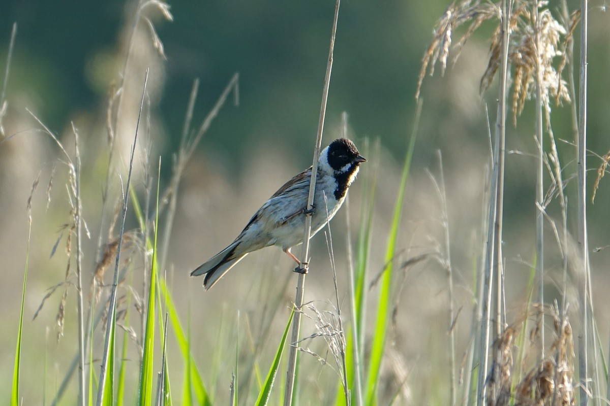 Reed Bunting - Fred Matthews