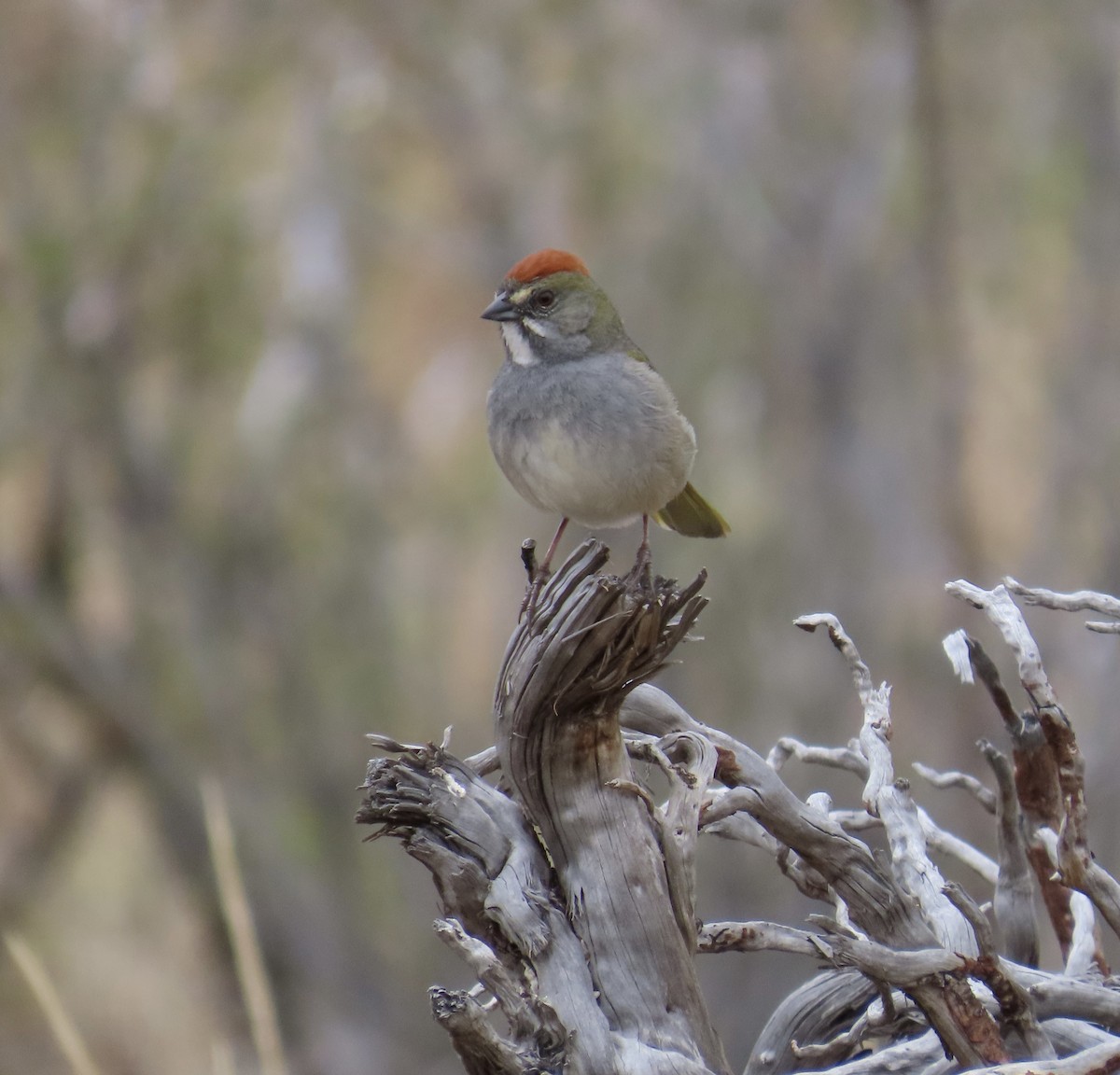 Green-tailed Towhee - ML618777188