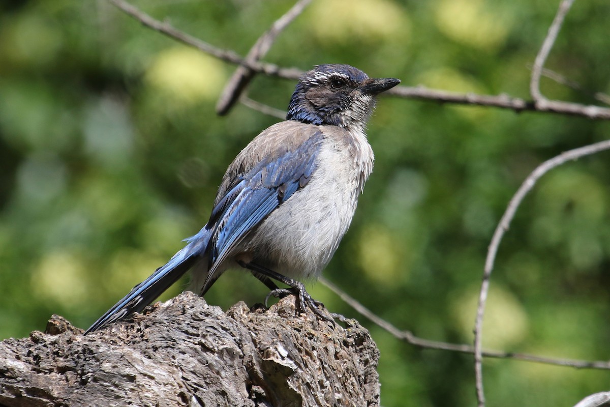 California Scrub-Jay - ML618777189