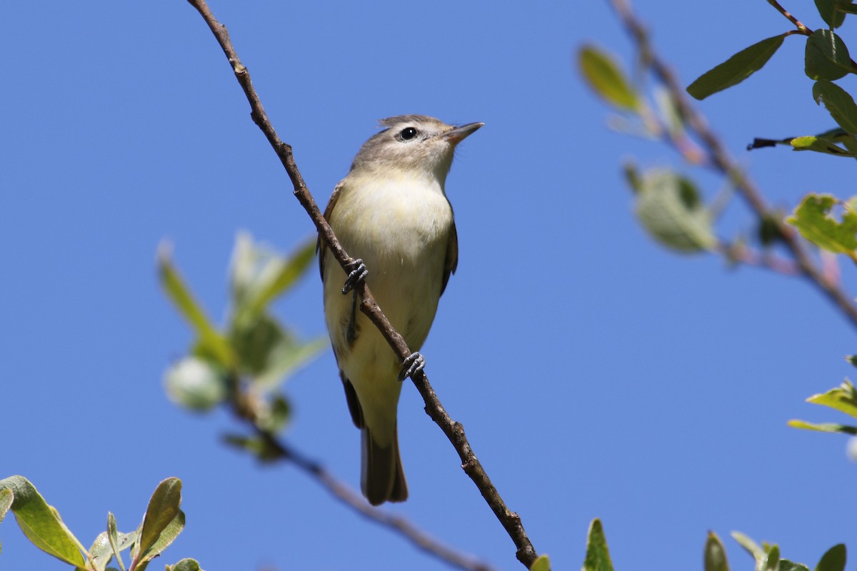 Warbling Vireo - ML618777194