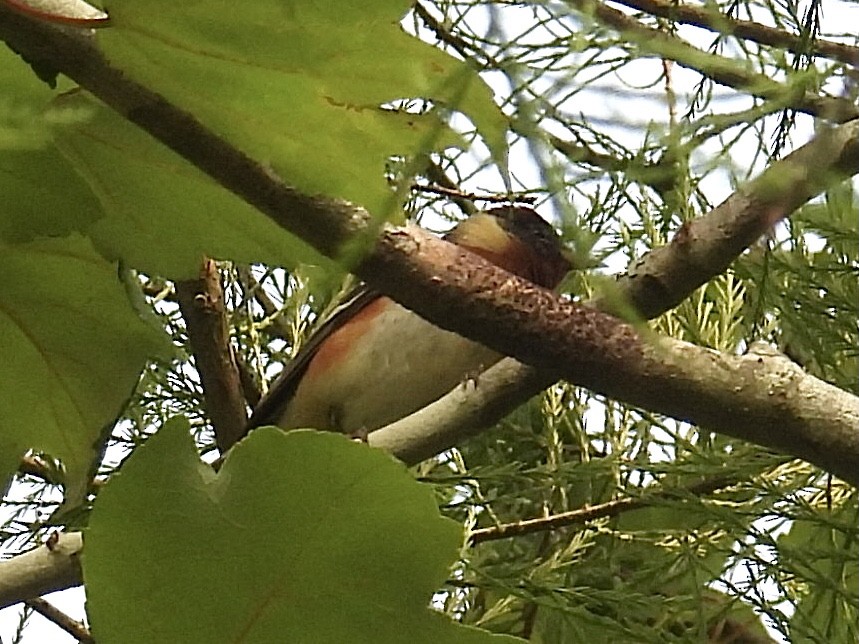 Bay-breasted Warbler - L LeBlanc