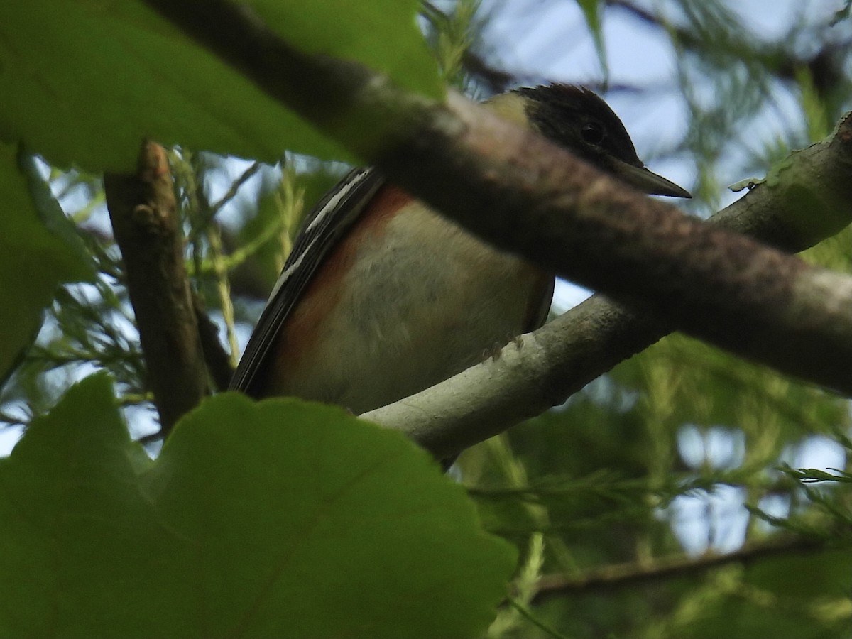 Bay-breasted Warbler - ML618777201