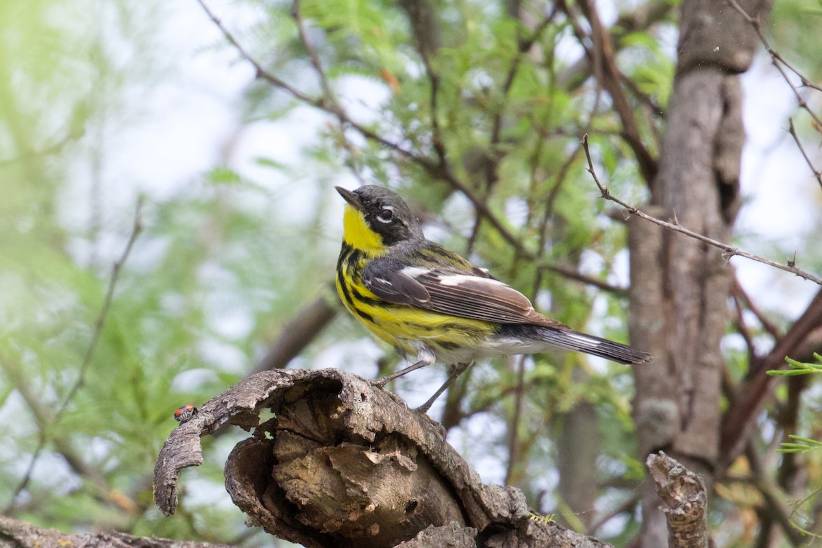 Magnolia Warbler - Zachary Tonzetich