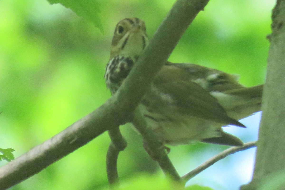 Hermit Thrush - J. Isaacs