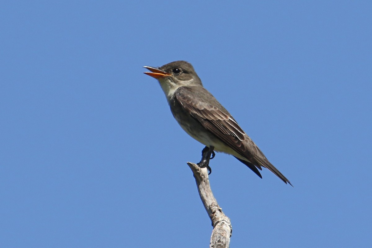 Olive-sided Flycatcher - Jamie Chavez