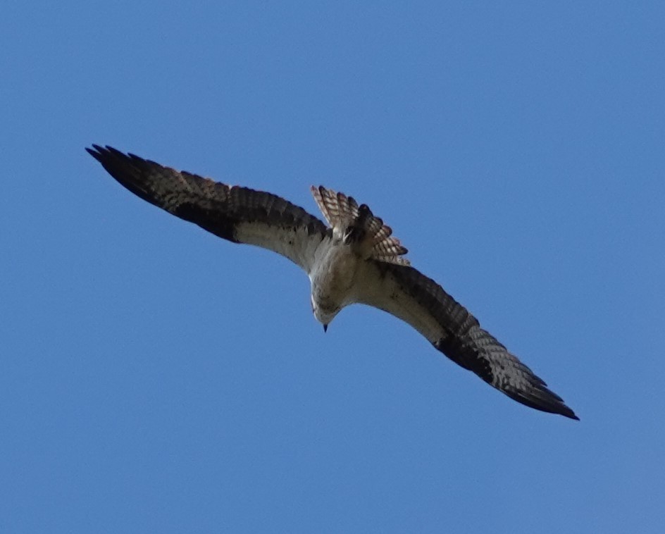 Osprey - Patricia Sowinski