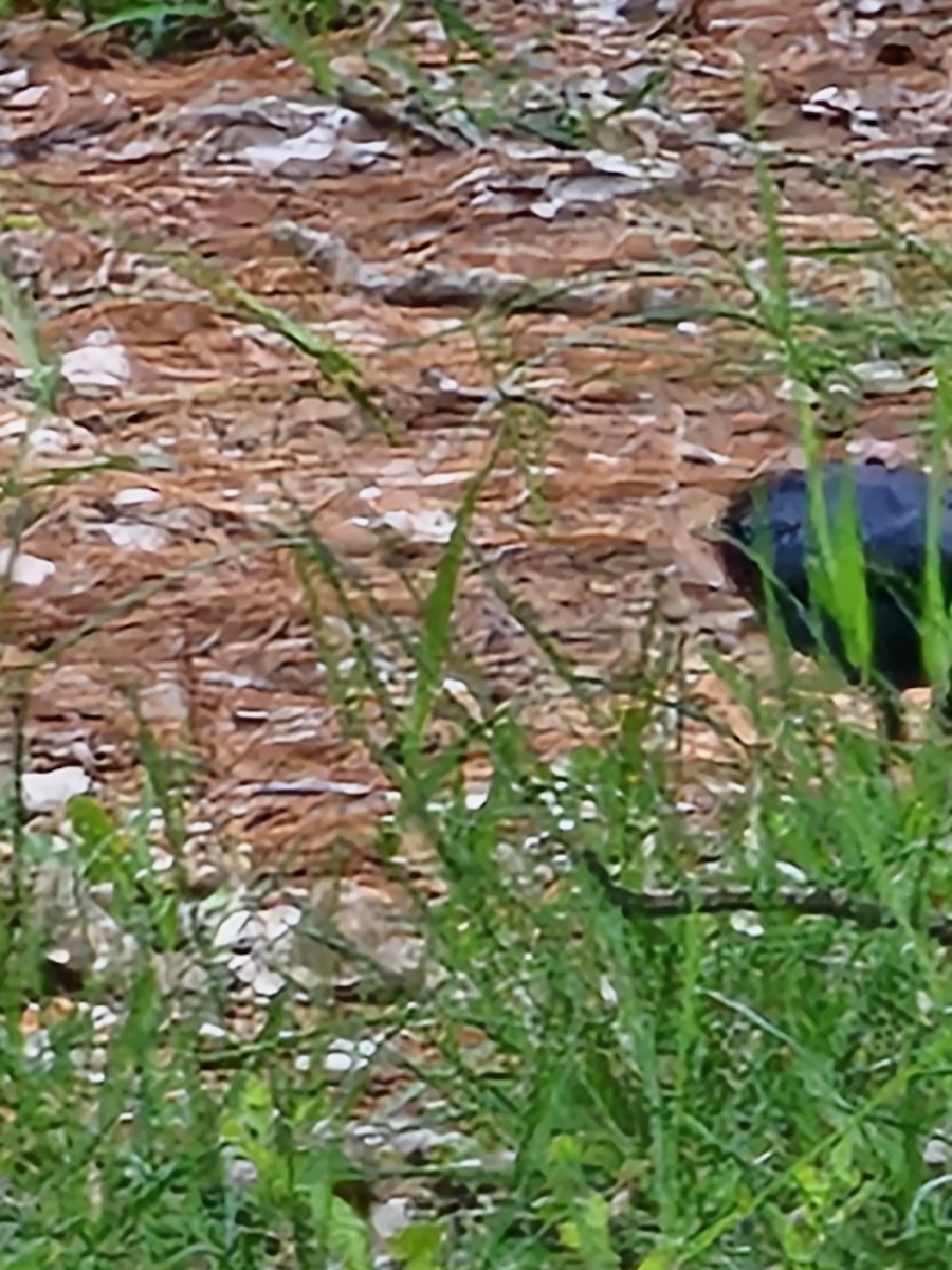 Brown-headed Cowbird - ML618777221